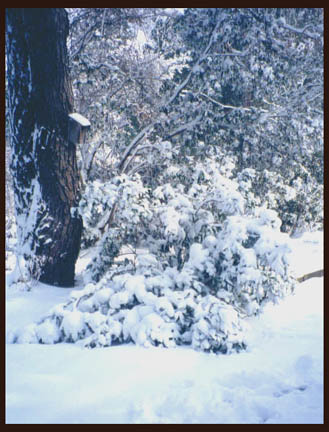 pics of winter storms. BURR COLD WINTER STORM PHOTOS taken on the Outer Banks